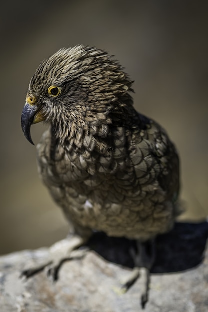 Foto gratuita tiro vertical del primer del búho lindo