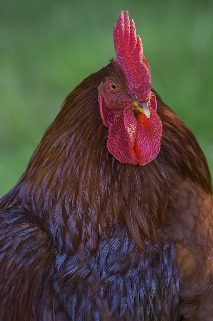 Tiro vertical del primer de un gallo