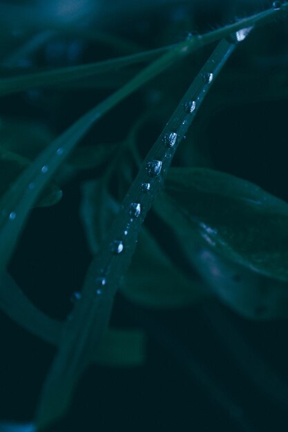 Tiro vertical del primer de gotas de agua en una hoja larga de la planta