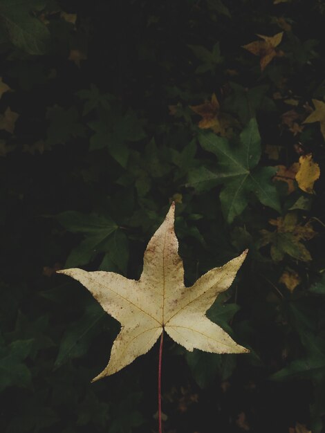 Tiro vertical del primer de una hoja amarilla del otoño en un ambiente natural