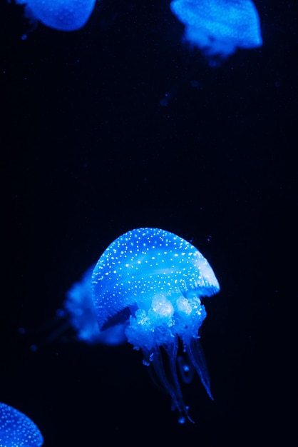 Tiro vertical del primer de una medusa azul