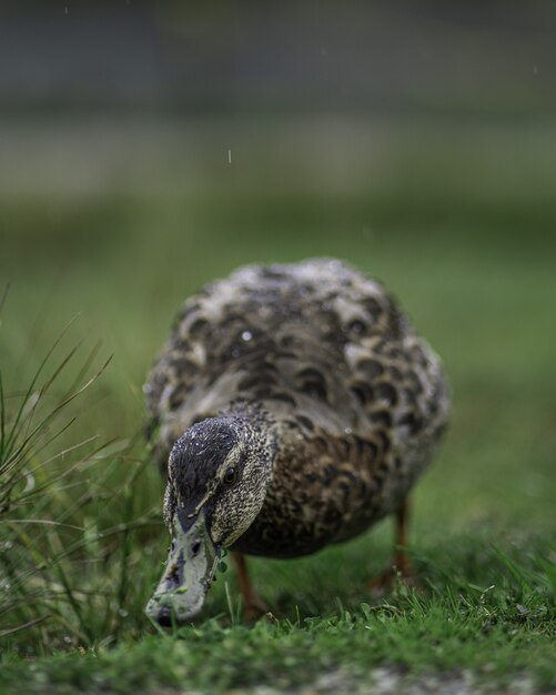 Tiro vertical del primer de un pato lindo en la hierba verde