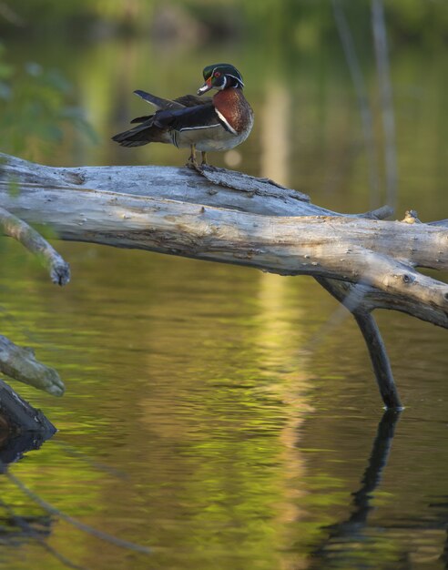 Tiro vertical del primer de un pato de madera que se coloca en árbol roto sobre el agua