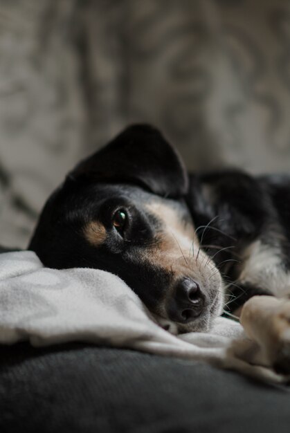 Tiro vertical del primer de un perro de compañía lindo con los ojos amables que mienten en la cama