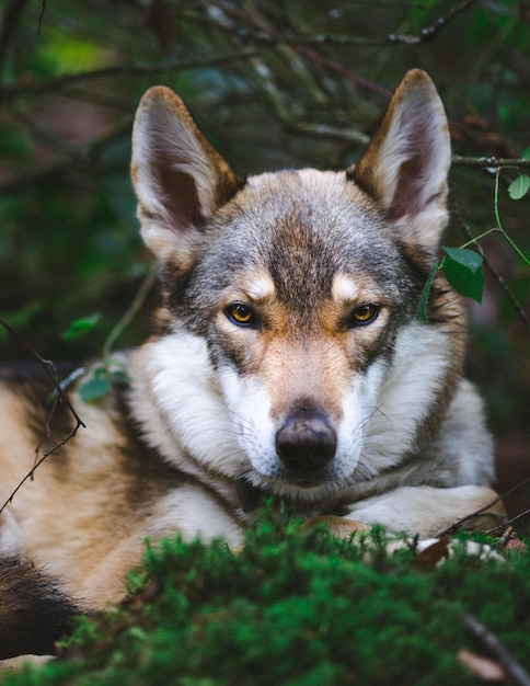 Tiro vertical del primer de un perro lobo de Yamnuska en las plantas verdes del fondo borroso