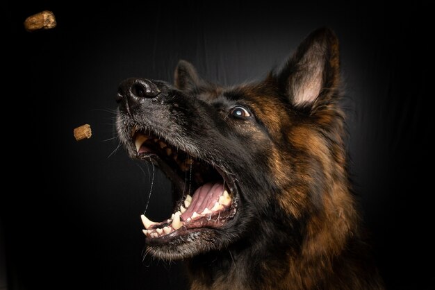 Tiro vertical del primer de un perro marrón que atrapa la comida de perro en su boca