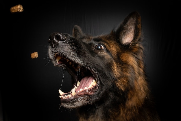 Tiro vertical del primer de un perro marrón que atrapa la comida de perro en su boca