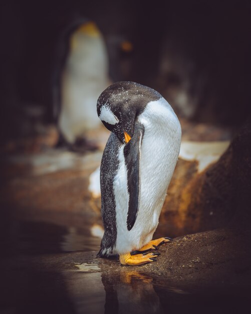 Tiro vertical del primer de un pingüino que se limpia con un fondo borroso