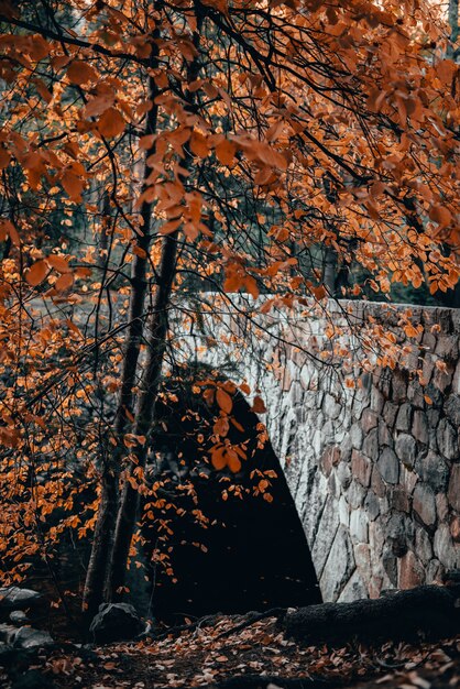 Tiro vertical de un puente de piedra y un árbol con hojas de naranja en otoño