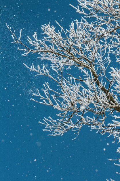 Tiro vertical de una rama de árbol nevado con cielo azul claro