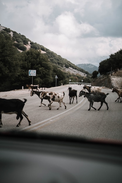 Foto gratuita tiro vertical de un rebaño de cabras cruzando la calle en el campo