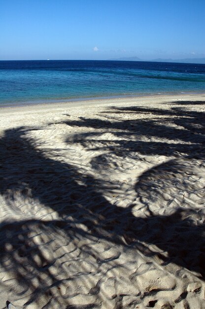 Tiro vertical del reflejo de palmeras en una playa de arena