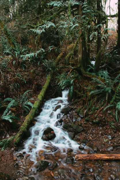 Tiro vertical de un río que fluye a través del bosque durante el día