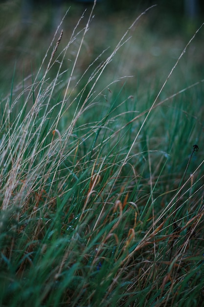 Tiro vertical selectivo del primer de la hierba verde en un campo de hierba