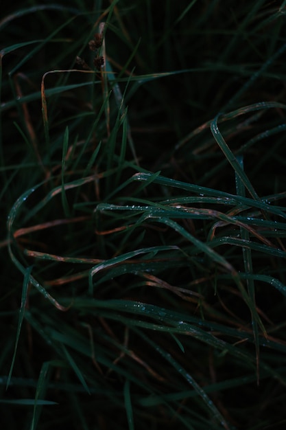 Tiro vertical selectivo del primer de la hierba verde mojada