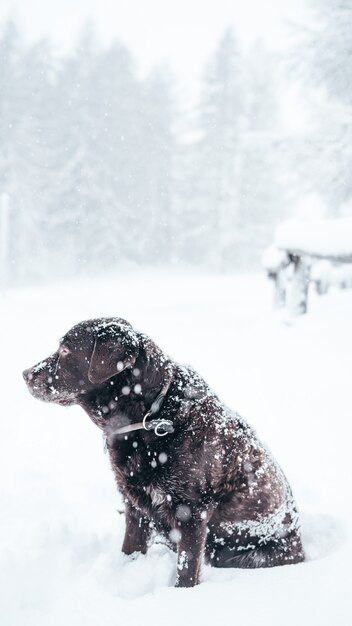 Tiro vertical selectivo del primer de un perro marrón del labrador retriever en la nieve