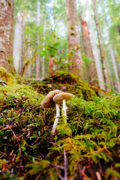 Tiro vertical selectivo del primer de setas entre la hierba verde en un bosque