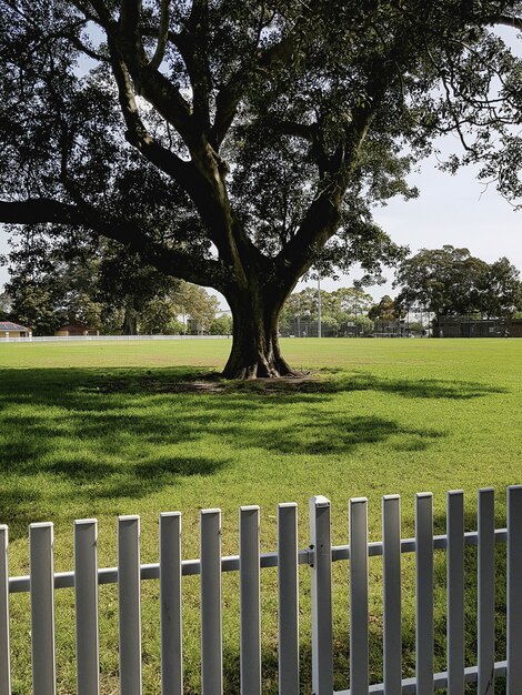 Tiro vertical de un solo árbol que crece en el campo aislado con una valla