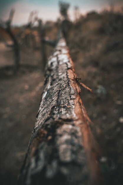 Tiro vertical de un tronco de árbol largo podrido