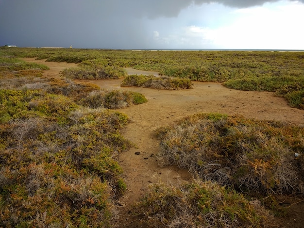 Tiro de vista superior de arbustos verdes en tierras secas en el Parque Natural de Corralejo, España