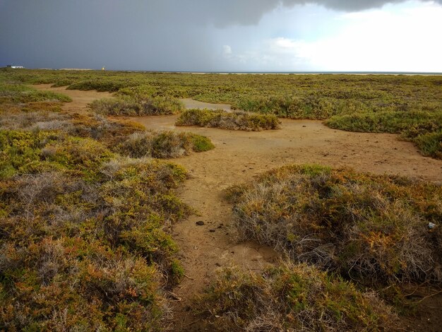 Tiro de vista superior de arbustos verdes en tierras secas en el Parque Natural de Corralejo, España