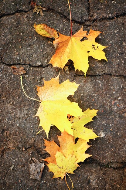 Tiro de vista superior de hojas de arce amarillas sobre un suelo de hormigón agrietado