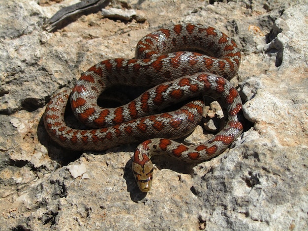 Tiro de vista superior de una serpiente de rata europea enrollada sobre piedras