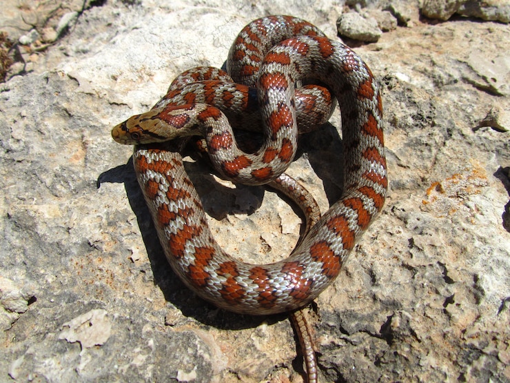 Foto gratuito tiro de vista superior de una serpiente de rata europea enrollada sobre piedras