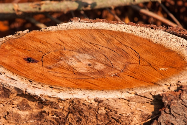 Tocón de árbol de madera roja
