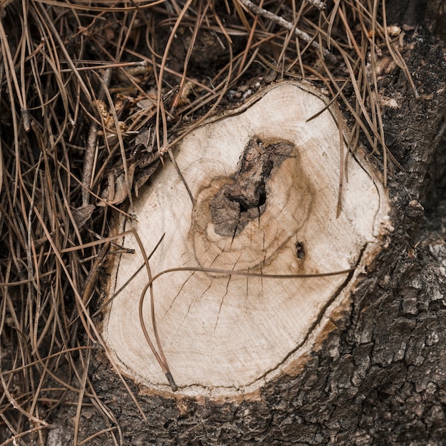 Tocón de árbol viejo degradado