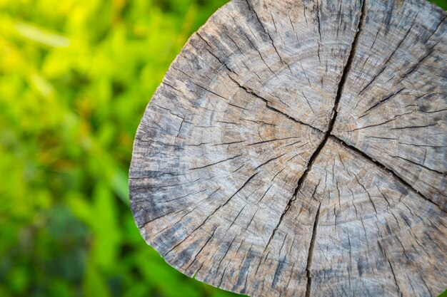 Tocón de un árbol