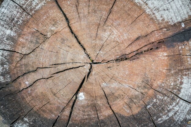 Tocón de árbol