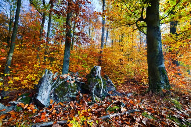 Tocones de árbol y hojas de otoño