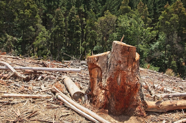 Tocones de árboles rodeados de vegetación en un bosque bajo la luz del sol