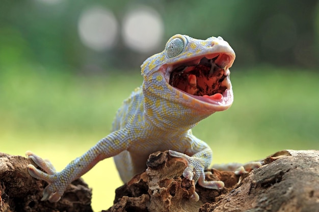 Foto gratuita tokay gecko albino closeup cara animal closeup