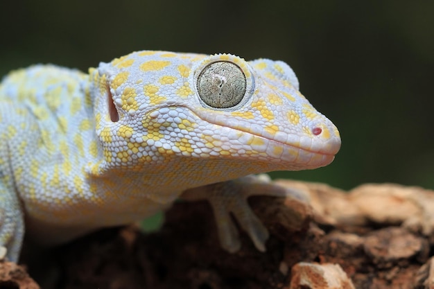 Tokay gecko albino closeup cara animal closeup