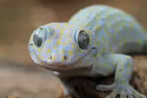 Foto gratuita tokay gecko albino closeup