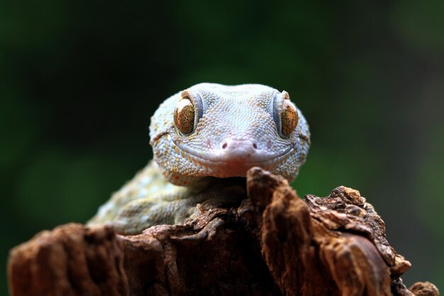 Tokay gecko albinocloseup cabeza