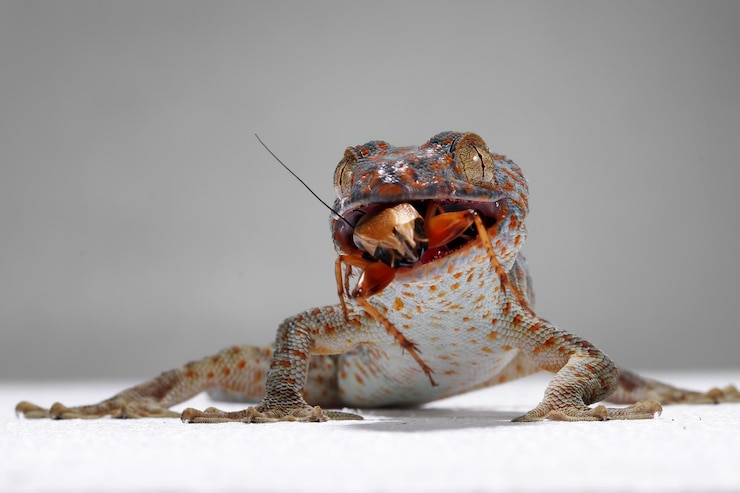 Foto gratuito tokek closeup con fondo gris animal closeup tokek lagarto closeup