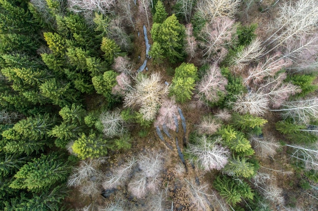 Toma aérea de abedules y abetos