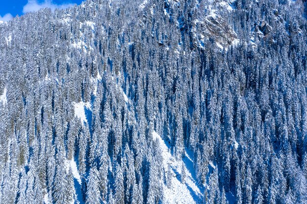 Toma aérea de abetos cubiertos de nieve en una montaña