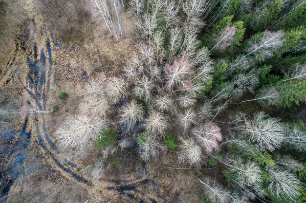 Toma aérea de los árboles y avaricias en el bosque.