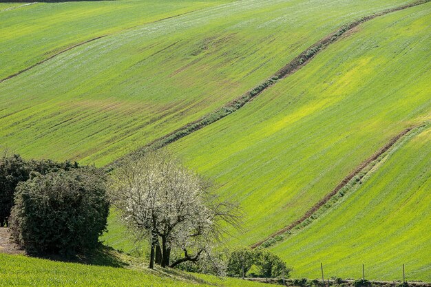 Toma aérea de los árboles en un hermoso campo cubierto de hierba bajo la luz del sol