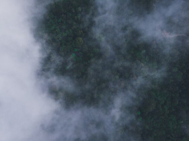 Toma aérea de un bosque verde cubierto de niebla