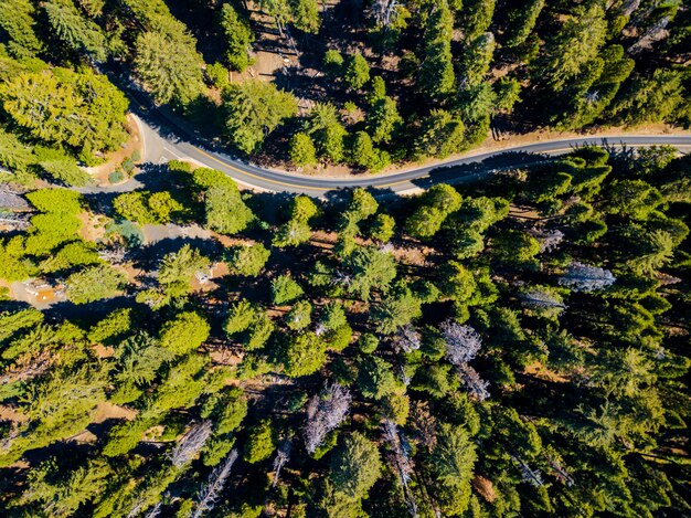 Toma aérea de un bosque