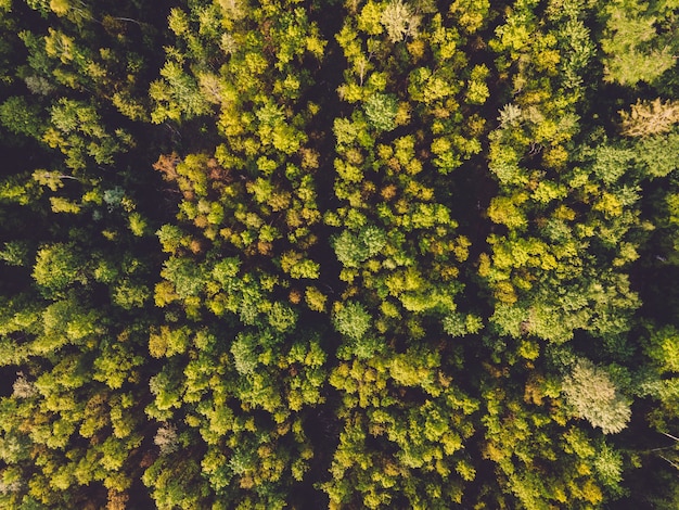 Toma aérea de bosques bajo la luz del sol durante el día en Alemania, perfecta para conceptos naturales