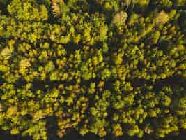 Foto gratuita toma aérea de bosques bajo la luz del sol durante el día en alemania, perfecta para conceptos naturales