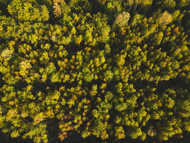 Toma aérea de bosques bajo la luz del sol durante el día en Alemania, perfecta para conceptos naturales