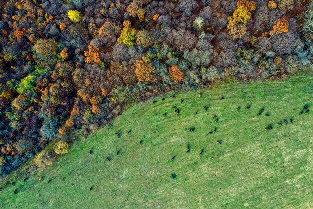 Toma aérea de un campo con árboles coloridos en un bosque