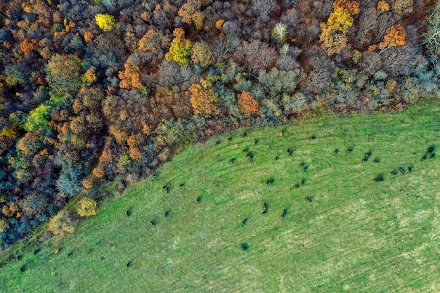 Toma aérea de un campo con árboles coloridos en un bosque
